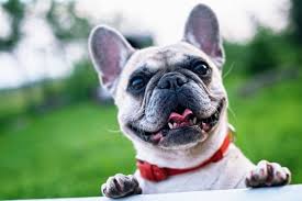 Fun Facts About French Bulldogs
