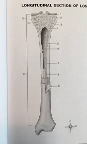 In the long bones, the epiphysis is the region between the growth plate or. Longitudinal Section Of Long Bone Diagram Quizlet