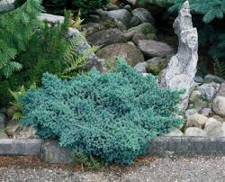 juniperus squamata blue star c3 5 20