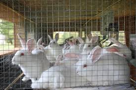 Starting Rabbit Farming Business In