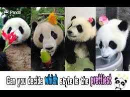 can you decide which panda style is the