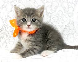Visit all pets available for adoption at ras.petfinder.com. Cat S Cradle Animal Rescue Harrisonburg Va