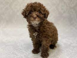 miniature poodle puppy chocolate id