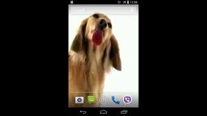 dog licks screen video lwp apk