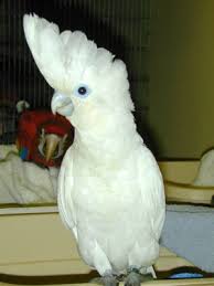 Like a typical cockatoo, most enjoy being held and petted, and are friendly and sociable. Pets Rose Breasted Cockatoo Manufacturer From Bengaluru