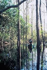 okefenokee national wildlife refuge