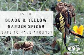 is the black and yellow garden spider