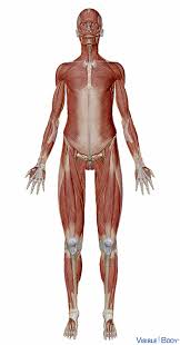 Each of your muscles is made up of thousands of thin, long, cylindrical cells called muscle fibers. Glossary Of The Muscular System Learn Muscular Anatomy