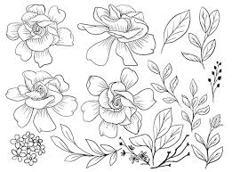 Isolated Gardenia Flower Line Art With