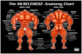 Musclehedz Anatomy Chart Welcome To Musclehedz
