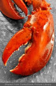 Whole cooked lobster claw ready to eat. ……See more delicious ...