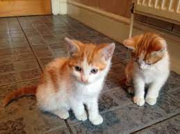Find kittens for sale in cats & kittens for rehoming | find cats and kittens locally for sale or adoption in ontario : Ginger And White Kittens For Sale Birmingham West Midlands Pets4homes