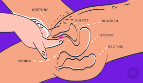 Halfway between the back of the pubic bone and the cervix All About The G Spot