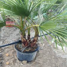The mexican fan palm is a tall, vigorous palm that quickly grows a stout trunk, albeit thinner than its sister species washingtonia filifera. Washingtonia Robusta Multi Trunk For Sale Direct From Spain Washingtonia Palms