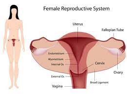 Quali sono le sue funzioni? Spessore Dell Endometrio Nelle Varie Fasi Del Ciclo Mestruale