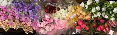 Maybe you would like to learn more about one of these? Florabundance Wholesale Flowers For Floral Designers