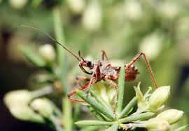 in bugs beneficial insects that