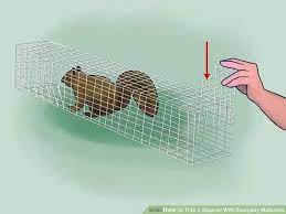 The peanut butter is the bait. 21 Diy Squirrel Trap How To Catch A Squirrel