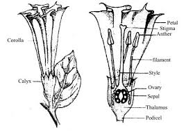 datura plant with a diagram