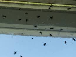 how to get rid of flies inside and