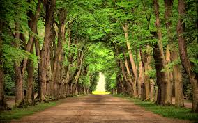 photo road beautifully trees free