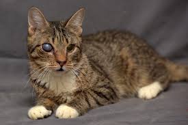 feline corneal sequestrum