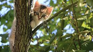 The domesticated ones have even found a home in neighborhoods while others continue to thrive in the wild. Take This Pawsitive Cat Quiz To Keep Feline Good Howstuffworks