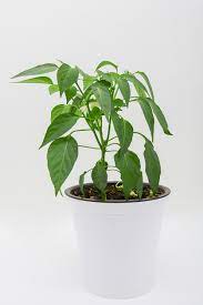 Learn how to grow chilli peppers in the uk. Can You Grow A Pepper Plant Inside Learn About Growing Peppers Indoors