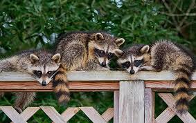 A privacy fence surrounding your yard may not be enough to keep a raccoon out if it's dead set on getting into your trash or pet food. Spring Raccoon Prevention Tips