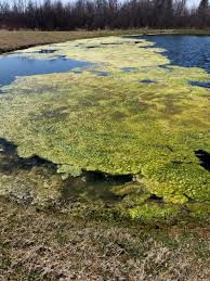 how to remove algae from your pond