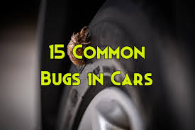 15 bugs can live in your car and how