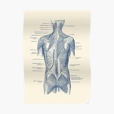 Credit also goes to 3d4medical as my main source of reference and inspiration. Anatomy Overlay Chart Excellent Map Of How The Spine Body Overlays The Hand In Anatomy Charts Are Visual Depictions Of The Human Body Katalog Busana Muslim