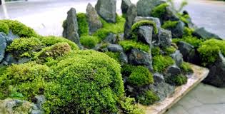 How To Grow Moss How To Get Mosses In