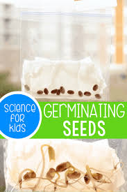 germinating seeds in a bag science