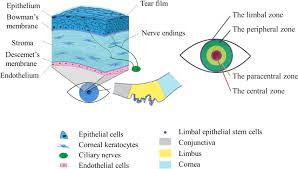 the anatomy and physiology of cornea