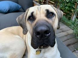 It was dedicated in memory of executive producer conrad vernon's dog, linus, who died in 2017. Dog Gone Problems La We Share Some Tips To Help Dogs Develop Self Control To Help 11 Month Old Mastiff Mix Jerry Respect Boundaries And Listen Respect His Human Better
