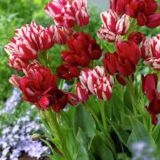 Get Tulip Magic Bouquets Spring