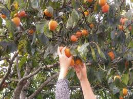 Harvesting Persimmon Fruit Know How And When To Pick