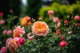 A Flower Garden With A Pink Rose In The