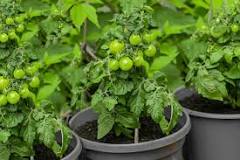 is-a-5-gallon-bucket-big-enough-for-a-tomato-plant