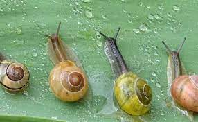 10 fascinating facts about snail slime