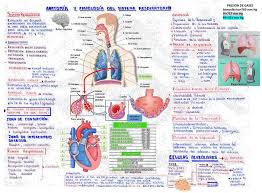 sistema respiratorio obs notes