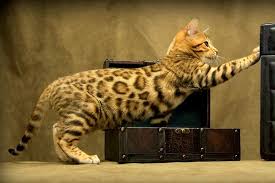 We strive to produce kittens with flashy coat, beautiful spotted patterns, and wild type/look. Lap Leopard Bengals Bengal Kittens For Sale Near Me