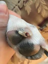 my dog broke his nail it s doesn t