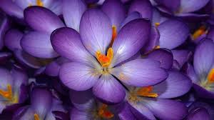 the most beautiful purple flowers