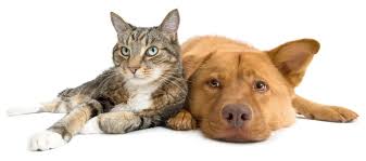 Learn more about indiana county humane society inc. Adopt A Pet Featured Pets Princeton Nj Save A Friend To Homeless Animals