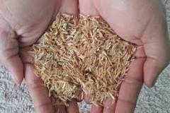 Are rice hulls better than perlite?