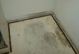 carpet water damage mold can the
