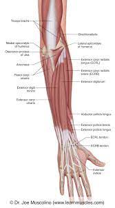 The extensor muscles run as long, thin straps from the humerus to the metacarpals and phalanges. Muscles Of The Posterior Forearm Superficial View Learn Muscles