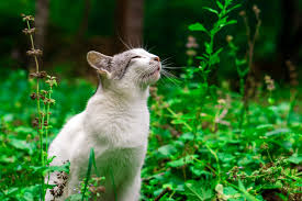how far can cats smell the secret